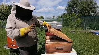 Am început extracția la salcam.