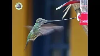 Colibri Picoespada (Ensifera ensifera) - Camara Lenta