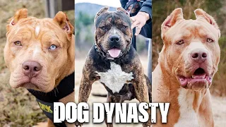 DDK9's Biggest Dogs Go Head-To-Head | DOG DYNASTY