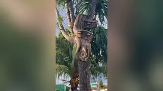 Giant Python hangs from tree while swallowing fresh meat