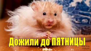 ПЯТНИЦА! Ура!!! Дожили до пятницы! Любимый день работающего человека!