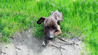 She Was Imprisoned for 2 Years, Trying to Run Away From Her Owner Only to Collapse On The Street