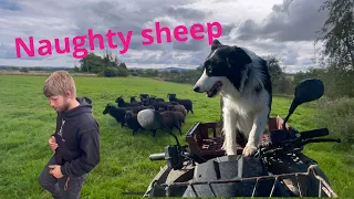 Incredible young border collie herding difficult sheep, amazing dog cam