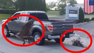 Geese attack: Idiot driver runs over Geese in Kentucky - TomoNews