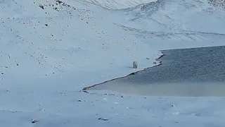 Арктика северная земля остров Большевик