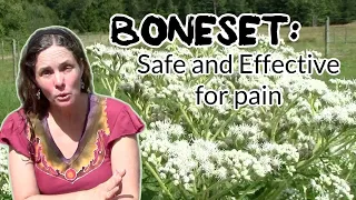 Treating pain with Boneset-safe and effective in geriatric patients. Also anti-tumor, anti-viral#vet