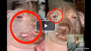 wtf is this? Is That Mix Breed Between Dog, Pig, And Human Body Part?!