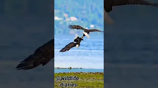 @scenicfervor ——An Eagle’s mating ritual,