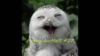 FuNny AniMalS #17 // Смешные видео с животными // Приколы с животными // Смешные животные 2020