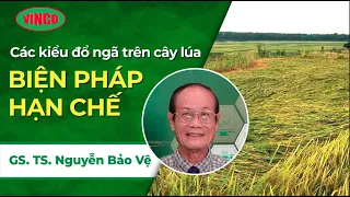 Các Kiểu Đổ Ngã Trên Cây Lúa Và Biện Pháp Hạn Chế Từ GSTS Nguyễn Bảo Vệ