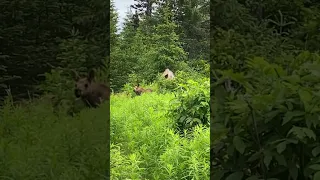 Baby Moose Twins in Alaska