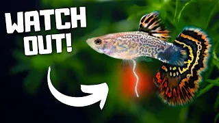 I Wish I Knew This YEARS Ago! 7 Common Mistakes That New Fish Keepers Should Avoid!