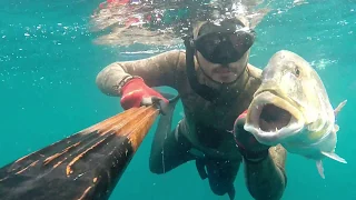 Spearfishing in Croatia 2017