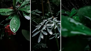 +7 Macro Photography ideas | Mobile Photography