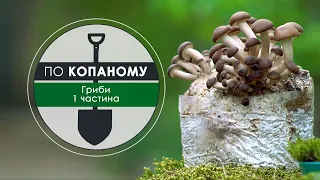 Програма “По копаному” Гриби з Євгеном Єльпітіфоровим частина перша