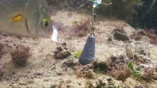 شاهد الحقيقة كيف السمك ياكل الطعم تحت الماء تصوير حقيقي | السمك ياكل الروبيان تحت الماء