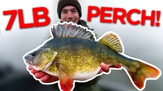 Fishing for the BIGGEST Perch in the WORLD