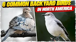 6 Common Backyard Birds in North America (with Pictures)