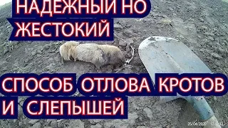 НАДЕЖНЫЙ НО ЖЕСТОКИЙ СПОСОБ ОТЛОВА  КРОТОВ И  СЛЕПЫШЕЙ