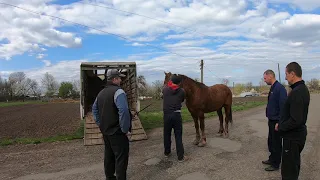 Коні Ваговози . ПРОДАЛИ ГРОМА!!!