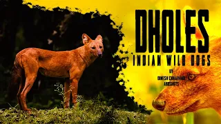 Dholes Hunting | Wild dogs Hunting | Dinesh Chalavadi | abdshots | Kabini  Wilidlife Documentaries