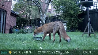Fox Videos Only Edit GardePro A3 Wildlife Trail Camera 1 of 2 Worcester, UK  21st & 22nd April 2023