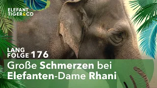 Sorgen um Elefantendame Rhani (Langfolge 176) | Elefant, Tiger & Co. | ARD