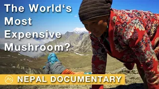 Mushroom at the Top of the World | Searching for Yarsagumba in Nepal | Documentary film