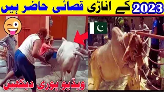 Anari Qasai  2023 || Qurbani 2023 | Cow Attack | Dangerous Cow Qurbani 2023 | Funny Kasai 2023