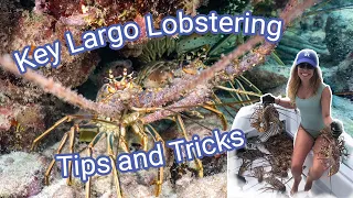 Key Largo Lobstering Tips and Tricks: How to use a Lobster Snare!