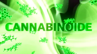 Cannabinoide: Medizinische Wunderwaffen