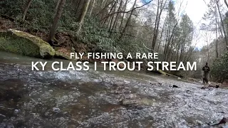 My BEST Day Trout Fishing -- Fly Fishing a RARE Class I Trout Stream in Kentucky