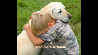 A LIÇÃO DO CACHORRO  ( UMA LINDA REFLEXÃO DE VIDA )