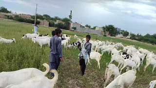 my village very beautiful new funny video 21April 2024