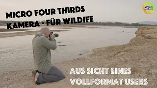 MFT Kamera im Wildlifefotografie Einsatz, aus Sicht eines Vollformat Users - Was kann MFT wirklich?