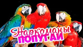 НАРКОМАНЫ ПОПУГАИ - SAMP Diamond #46