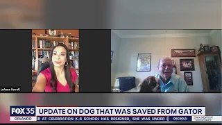Update on dog save from gator by owner
