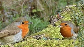 Movie for Cats to Watch : Slow Motion Birds