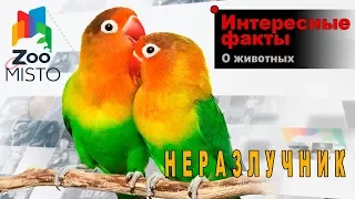 Неразлучники   Интересные факты о виде птиц