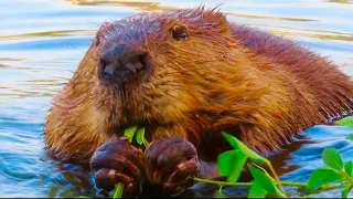 INCREDIBLE BEAVER Footage of 2 Wild Beavers Up Close … ASMR