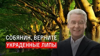 Собянин, верните украденные липы