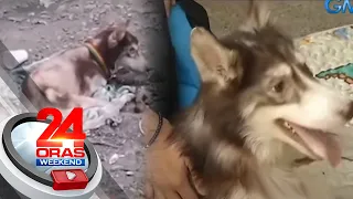 Mga asong napabayaan, binigyan ng bagong pag-asa sa isang dog rescuer | 24 Oras Weekend