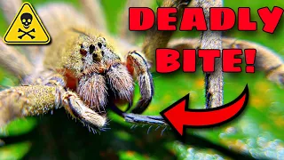 The TOP 3 DEADLIEST Spiders ON EARTH!