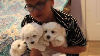 Coton de Tulear Puppies For Sale - Mika 8/10/21