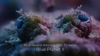 Blue Planet II Live | Australia |  Book Now