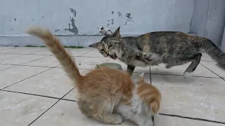 Introducing a rescued big cat to the  kittens for the first time | Episode.1