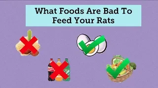 What Foods To Not Feed/Limit Your Rats