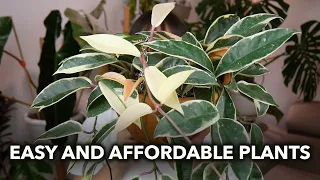 ⚡EASY and AFFORDABLE PLANTS⚡ │  Top Common Plants and Easy Plants! 💥