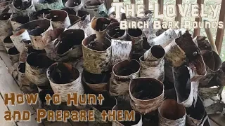 Gathering and Processing Birch Bark Rounds