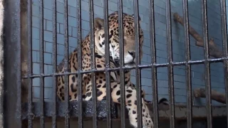 Зоопарк в г.Николаеве/Zoo in the city of Nikolaev_8